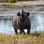 Black rhino available to hunt