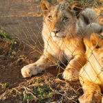 Wildlife activists demand halt to SA lion breeding