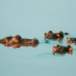 Uganda hippos under threat