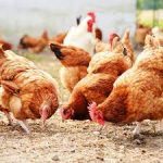 Local poultry farmers face threat from illegal egg dumping