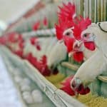 The South African poultry industry faces mounting losses amid bird flu outbreaks